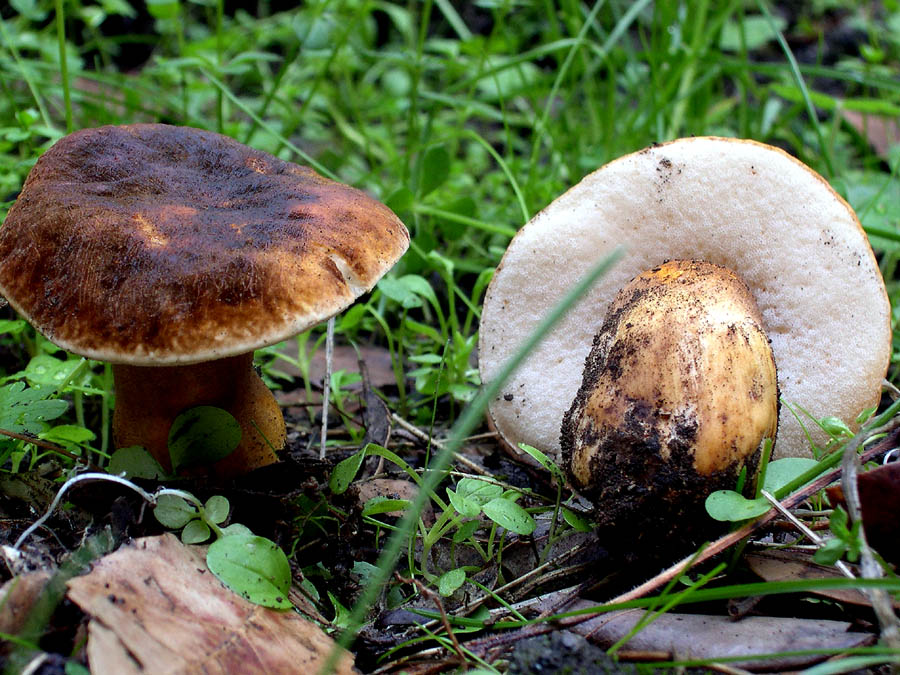 Qualche ritrovamento di Domenica 17/10